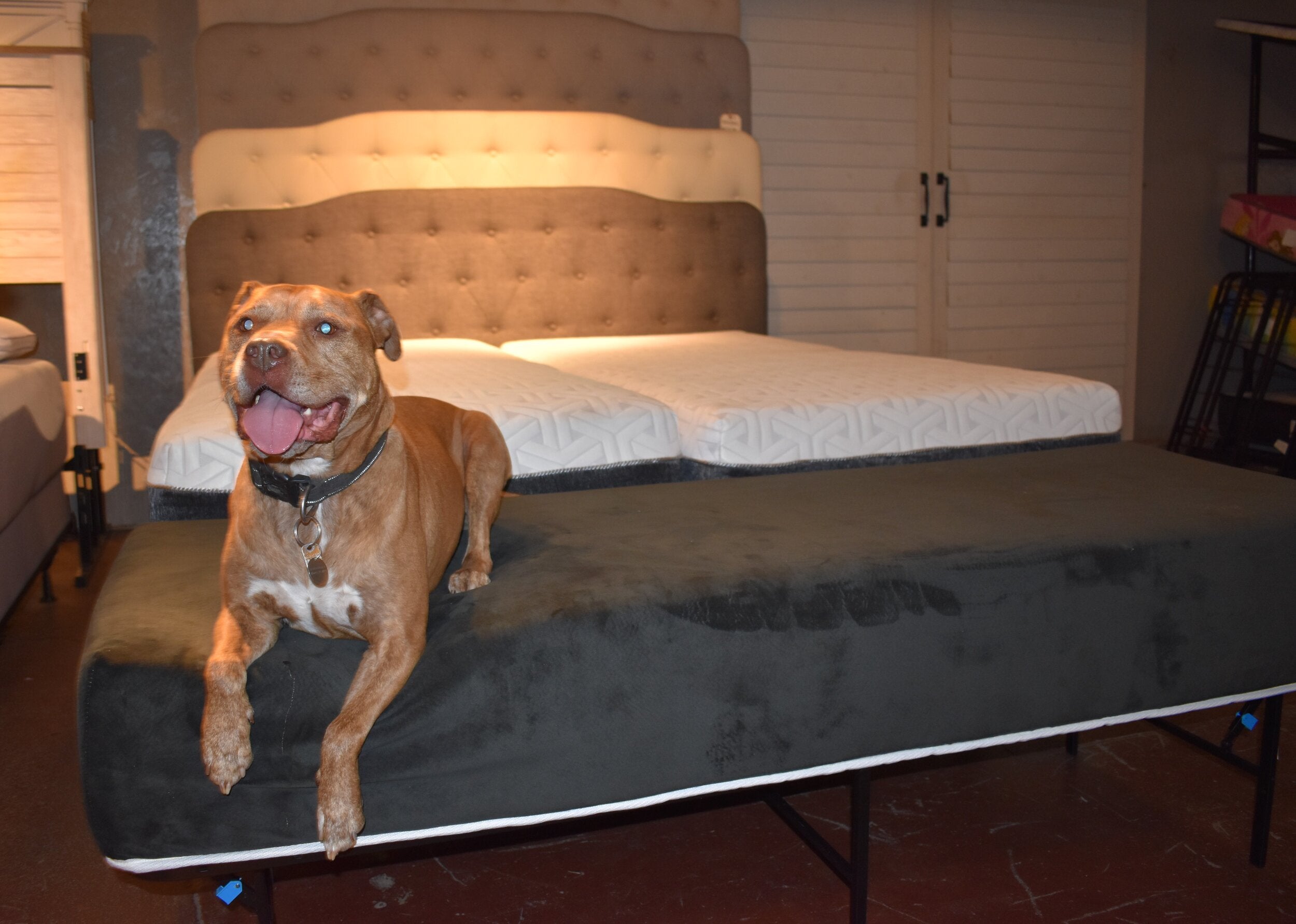 Dog bed attached discount to queen bed