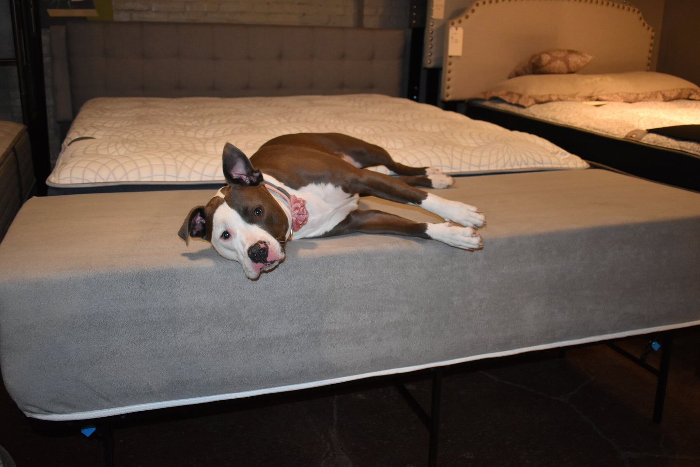 Dog Bed Mattress Extender Kit